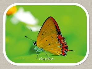 Планшеты для рисования светом MagicPad II New!!!!