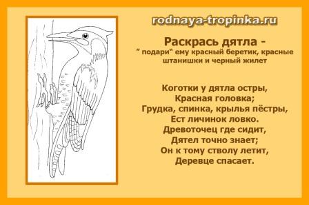 Какие птицы бывают?