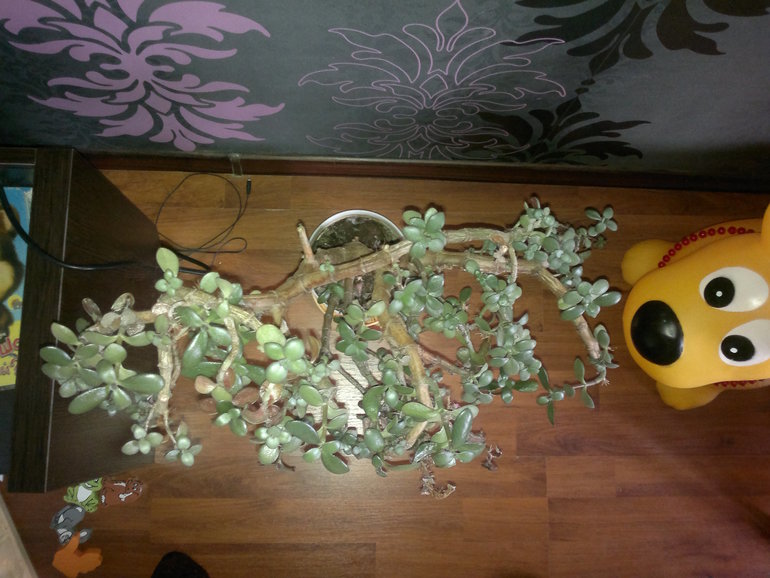 Помогите оживить!