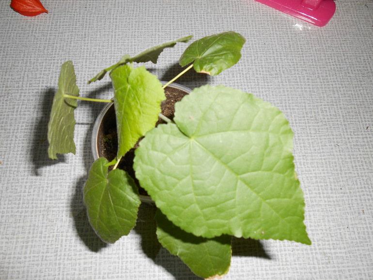 Поогите опознать