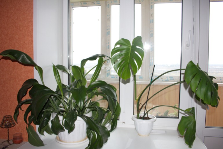 тоже решила похвастаться)