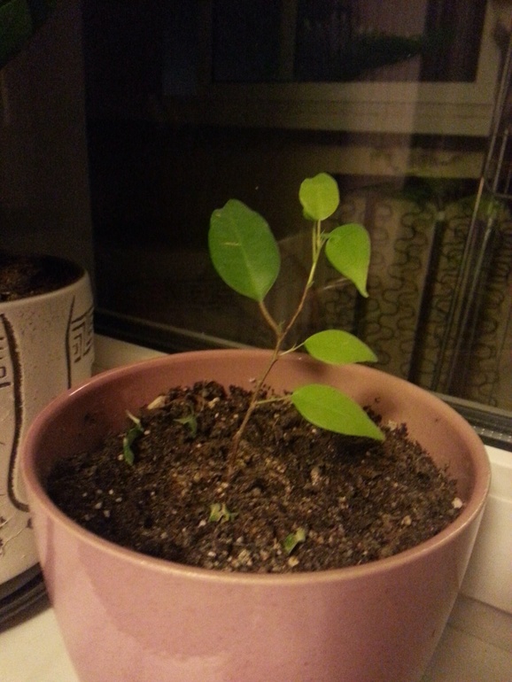 18 неделька... О хорошем+фото!)