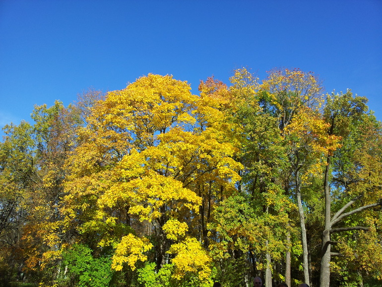 Наше осеннее