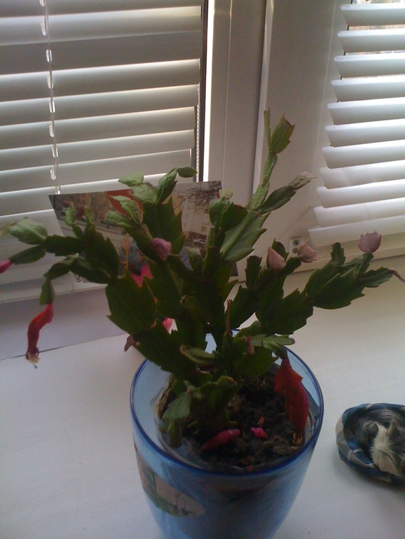 Что с шлюмбергерой?