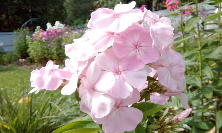 Флокс бабье. Флокс метельчатый Babje Leto. Флокс AE Amos. Phlox paniculata - Флокс метельчатый Babje Leto. Флокс бабье лето.