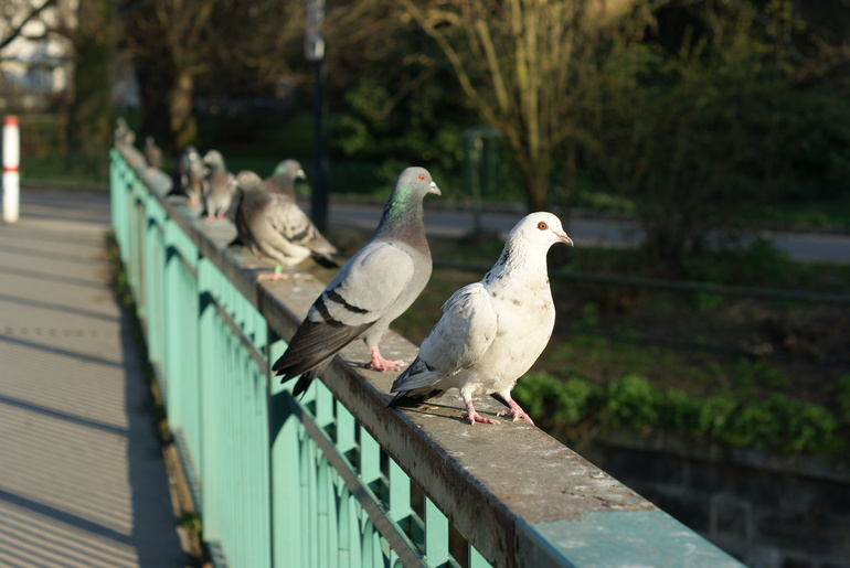 Продам объектив Sony SAL-50F18 50 mm F/1.8 DT SAM