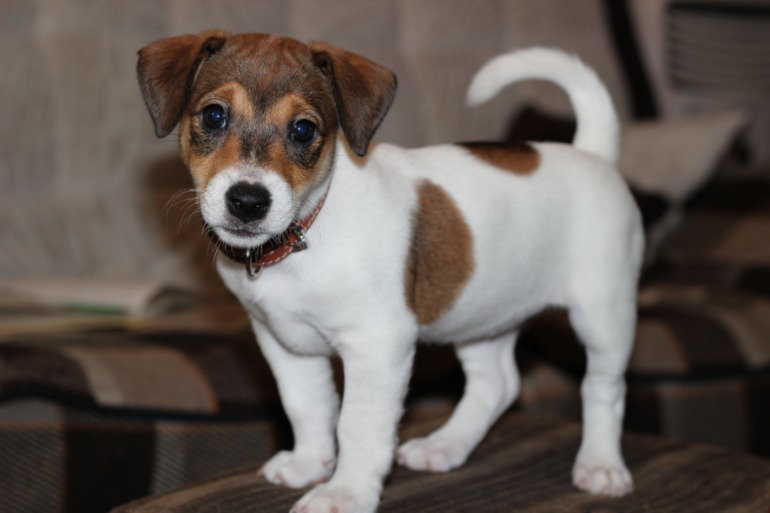 Наша красавица :)