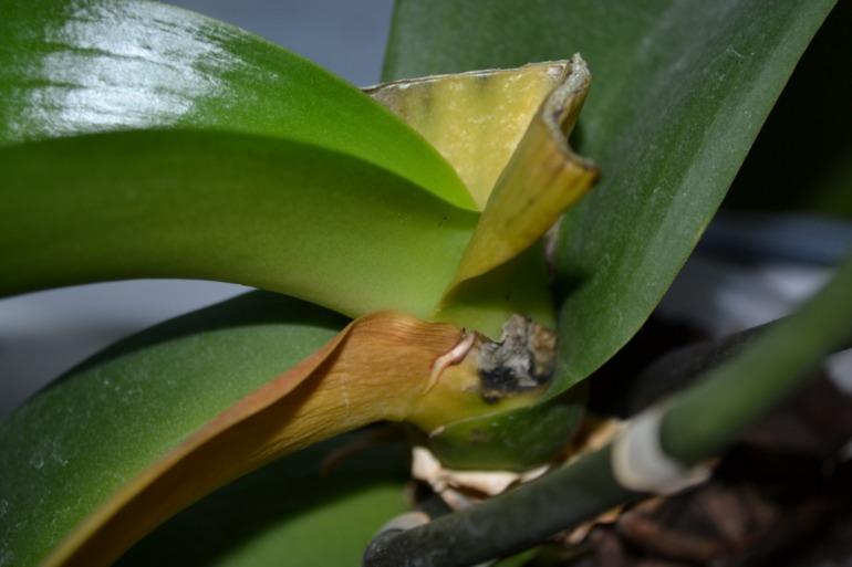 Беда с орхидейкой :(