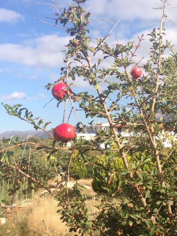 CLUB SALUT-Sirens Beach 4*, лето 2014!!!