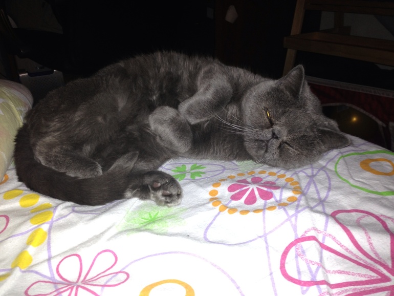 Подготовить кошку к переезду.