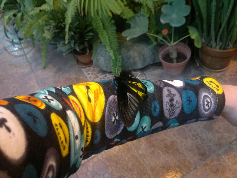 Контактный зоопарк и тропические бабочки на ВВЦ