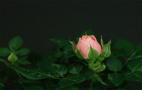 4e96e3790e968ecc898502b8a176054d.gif