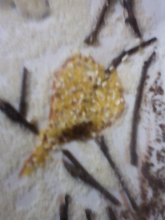 Наш гречневый Ежик ))