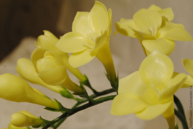 Три веточки фрезии