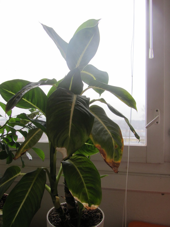 Что с цветами?