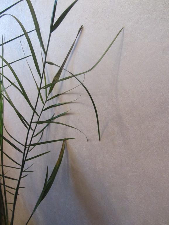 Что с цветами?