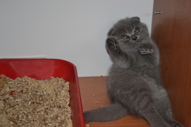 Как  обещала,рассказываю и показываю пупсов)))