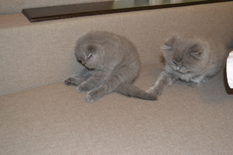 Как  обещала,рассказываю и показываю пупсов)))