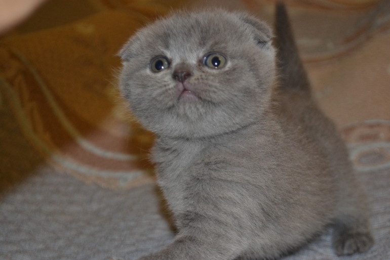 Как  обещала,рассказываю и показываю пупсов)))