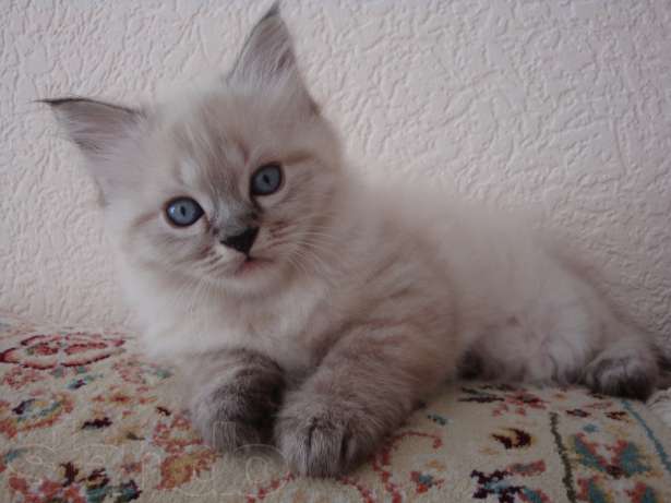 Вот такое чудо теперь у нас живёт...