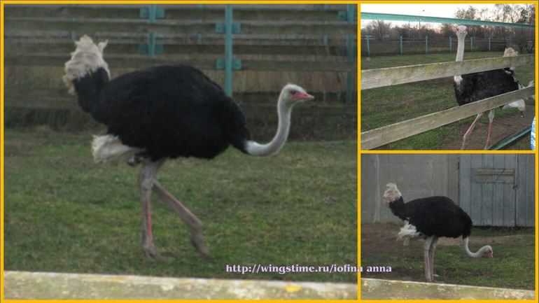 Забавный зоопарк в Балашихе