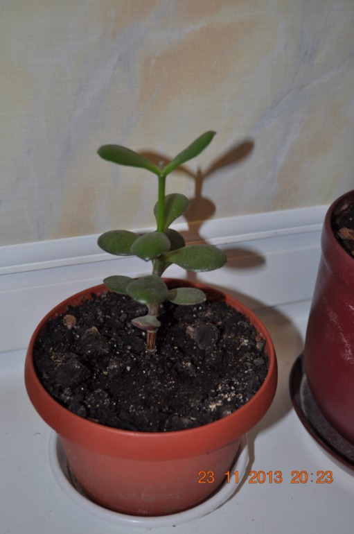 Новенькая в ваших рядах ))) Хвалюсь и жалуюсь