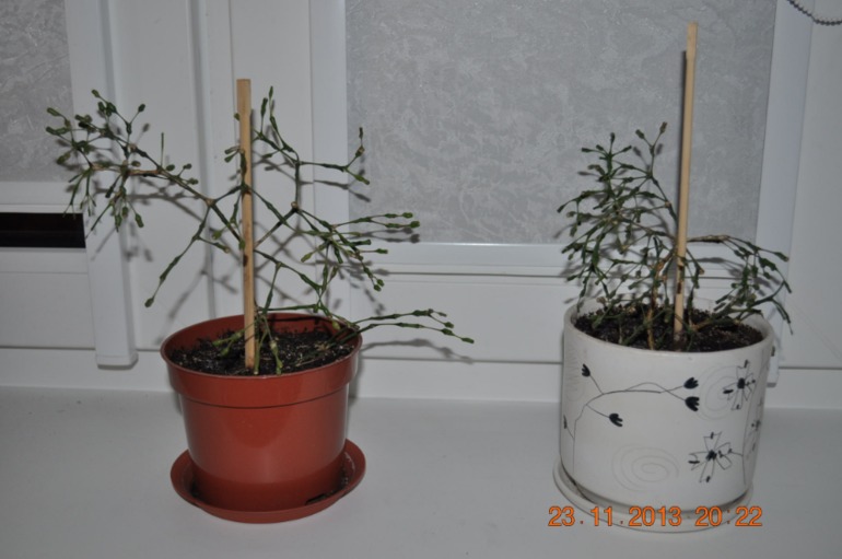 Новенькая в ваших рядах ))) Хвалюсь и жалуюсь