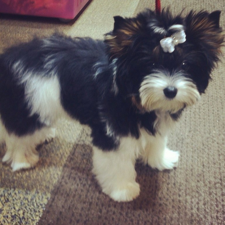 Моей Шерри сегодня пол года!