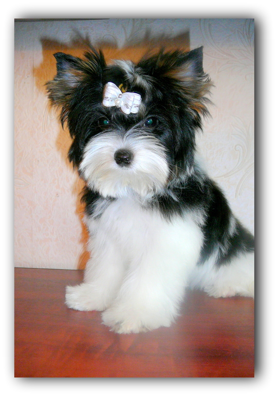 РАШЕН ГОЛД БЛАНШЕРИ БРАЙТ завтра едем на ЙОРК ШОУ.