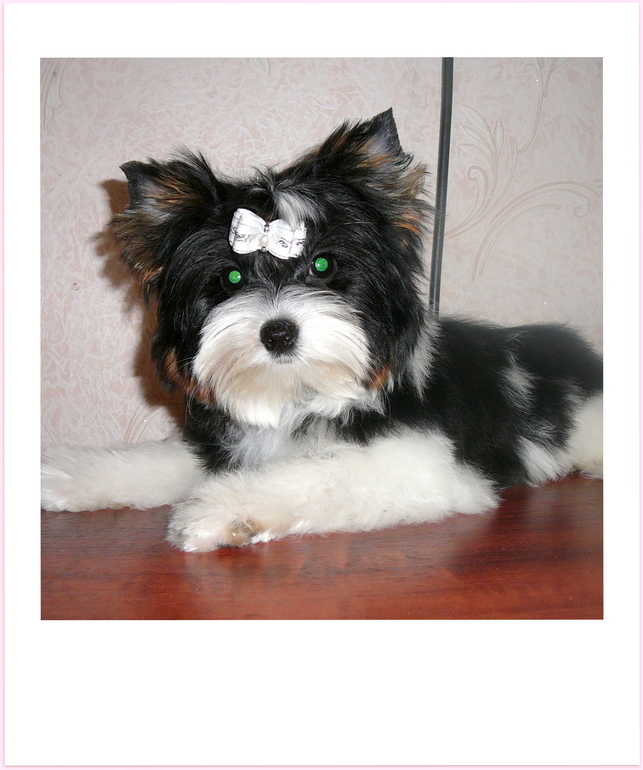 РАШЕН ГОЛД БЛАНШЕРИ БРАЙТ завтра едем на ЙОРК ШОУ.