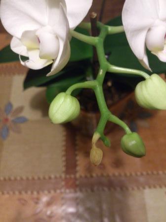 Расцвела моя красотка.