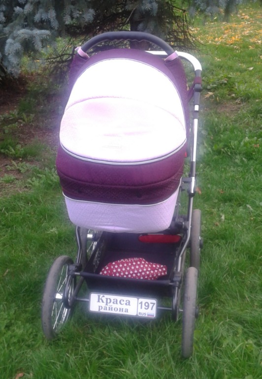 красавица Ceba