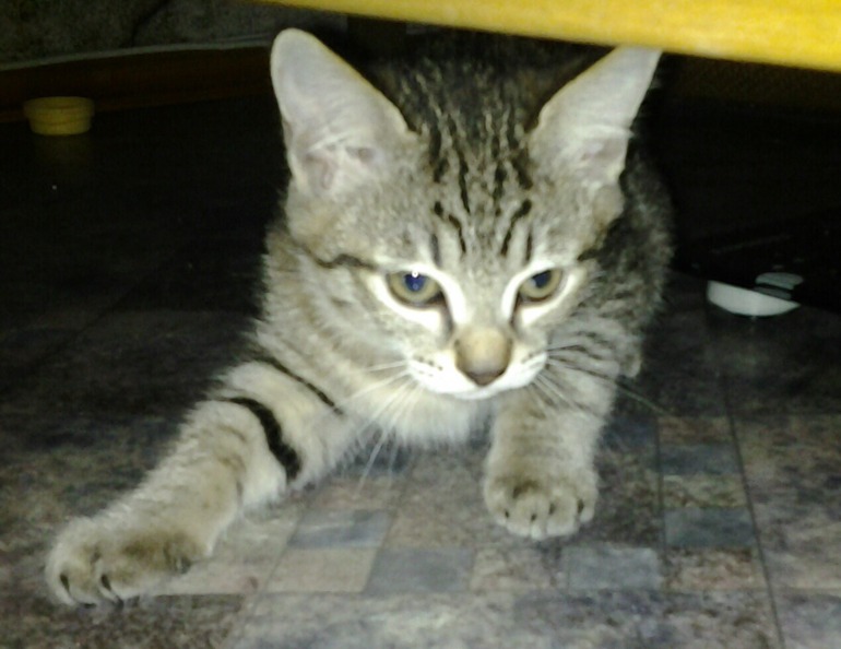 Девочки, котенок