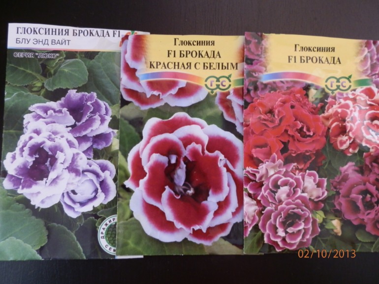 Зацвели глоксинии