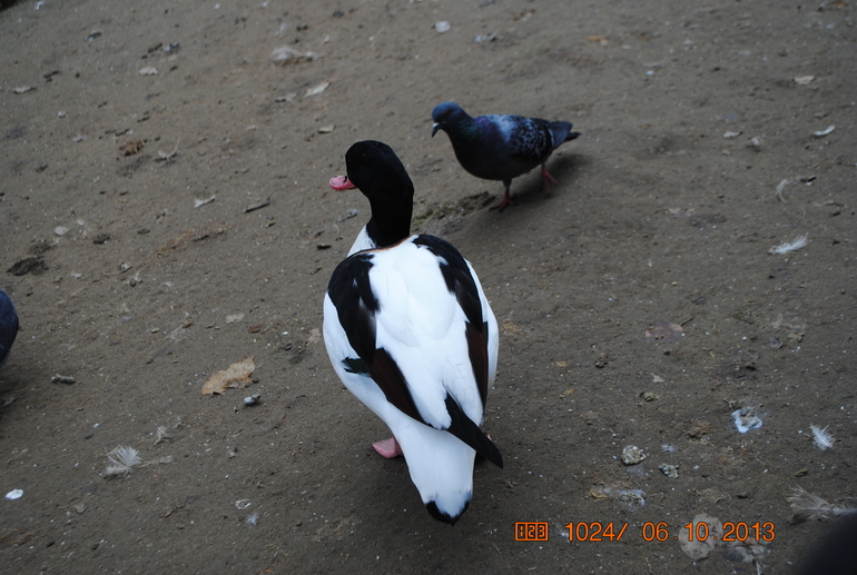 Закрытие летне-паркового сезона)