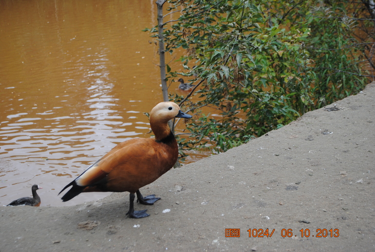 Закрытие летне-паркового сезона)