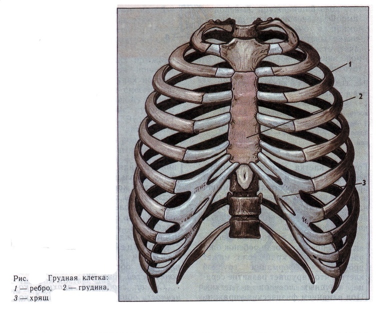Нижние края ребер. Грудная клетка (скелет, соединение костей, мышцы).. Грудная клетка с ребрами и грудиной. Анатомия грудной клетки: Грудина. Скелет грудной клетки Грудина.