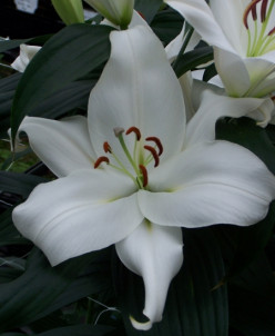 Лилия Zambesi