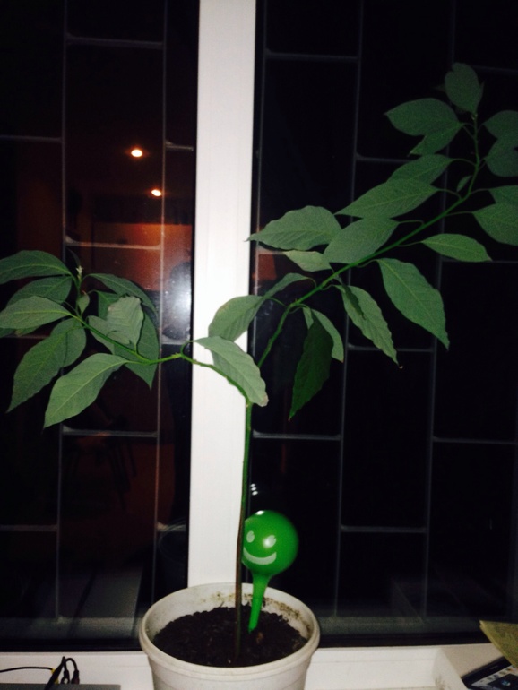 Из косточек))
