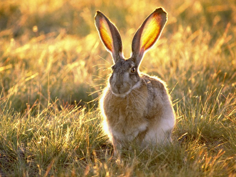 ТН "В осенним лесу"