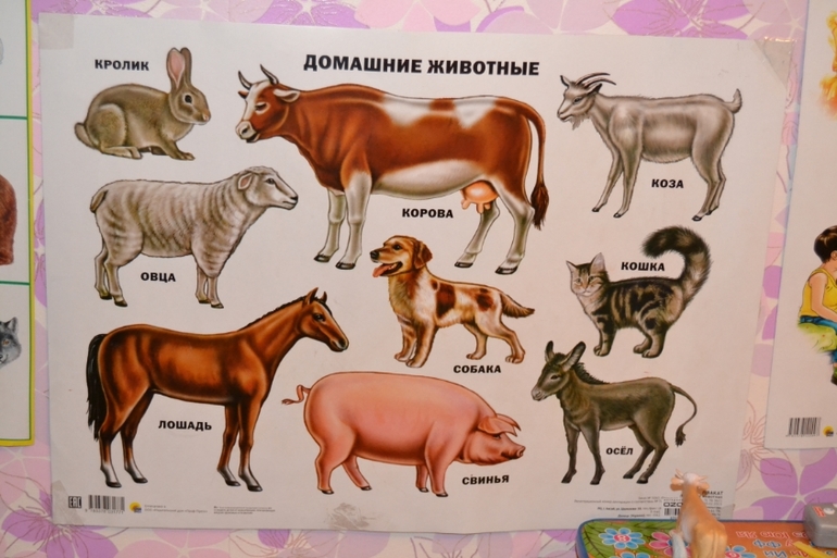Отчет ТЗ Корова
