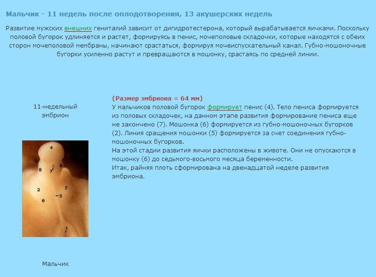 раннее определение пола