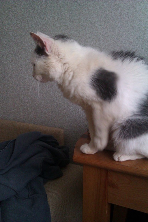 Мои чужие кошки