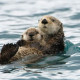Loutre