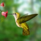 Kolibri