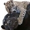 PANTER