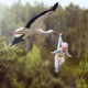 Lesya