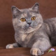 ilios cats