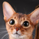 Lesya