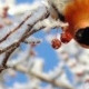 Ксения